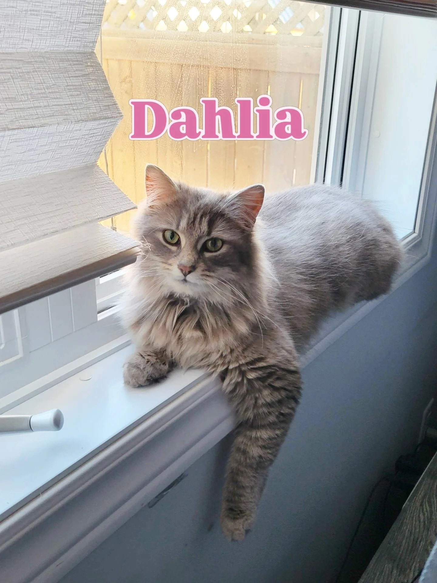Introducing 🌸 Dahlia 🌸

Dahlia is one of the cats we recently rescued from a large colony in Kazabazua, Quebec. This sweet girl absolutely loves people, gets along beautifully with other cats, and has even been known to help with homework time 😉📚