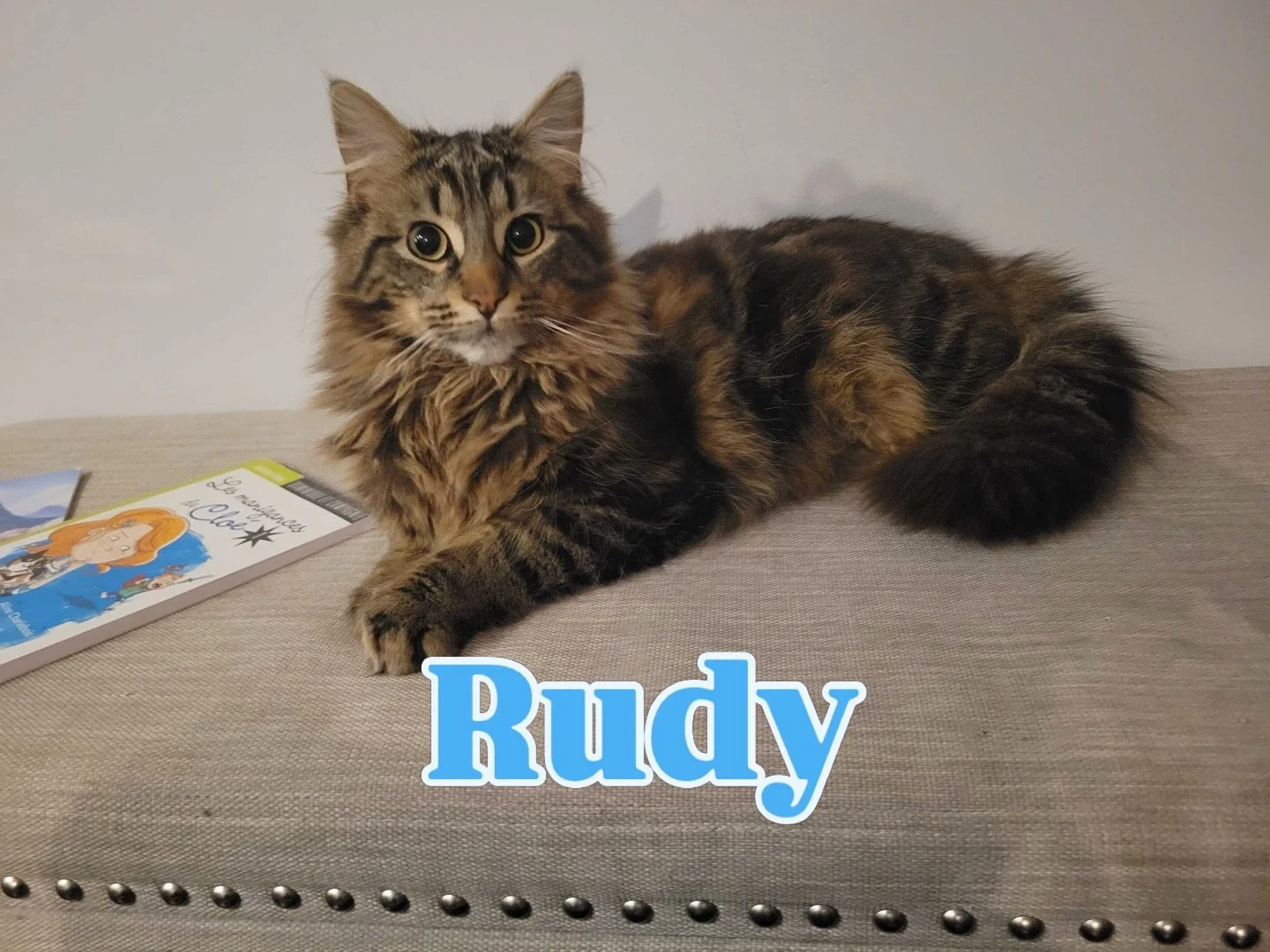 Introducing 🐾 Rudy 🐾

Rudy is one of the cats we recently rescued from a large colony in Kazabazua, Quebec. He&rsquo;s still a bit shy at first, but loves coming out to explore the house and say hello in the evenings.

Once he feels comfortable, Ru