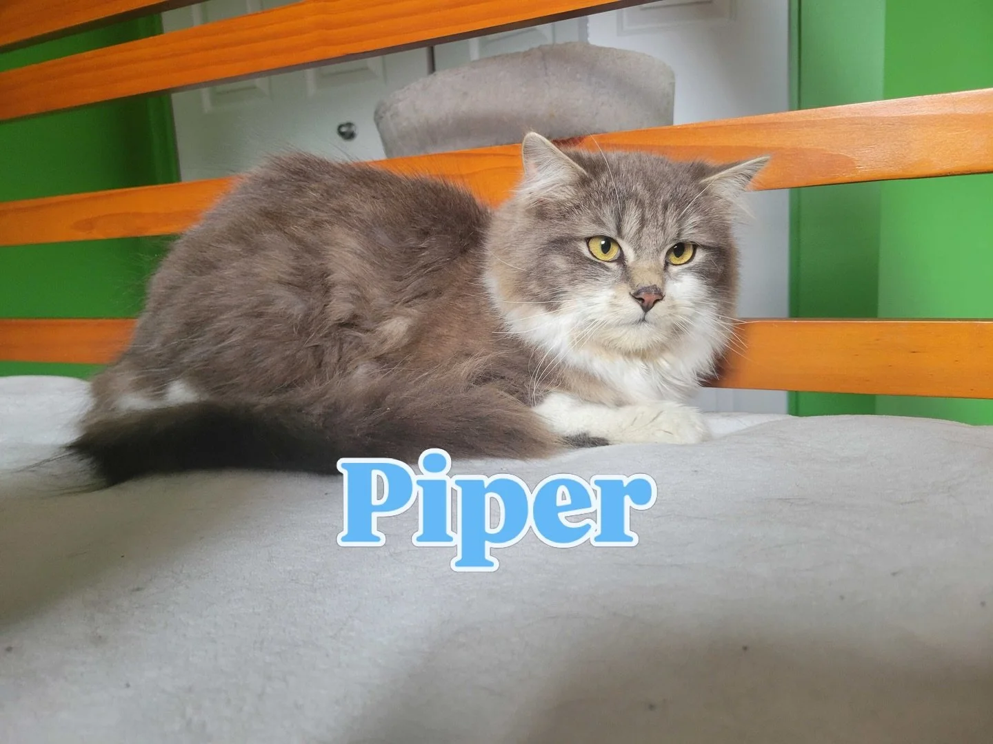 Introducing 🤍 Piper 🩶

Piper is one of the cats we recently rescued from a large colony in Kazabazua, Quebec. He&rsquo;s still a bit nervous and shy, but we&rsquo;ve discovered that he absolutely loves to play &mdash; the quickest way to win him ov