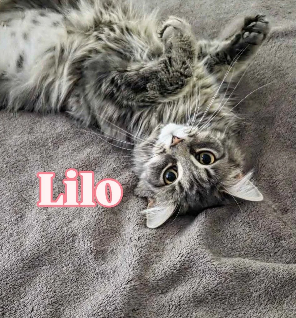 Hi! I&rsquo;m Lilo 👋

I&rsquo;m a 7-month-old female kitten looking for my forever home. 🏡

I can be a little shy when we first meet, but once I trust you, I&rsquo;ll melt right into your lap. 💕

I was rescued from a large colony in Kazabazua. My 
