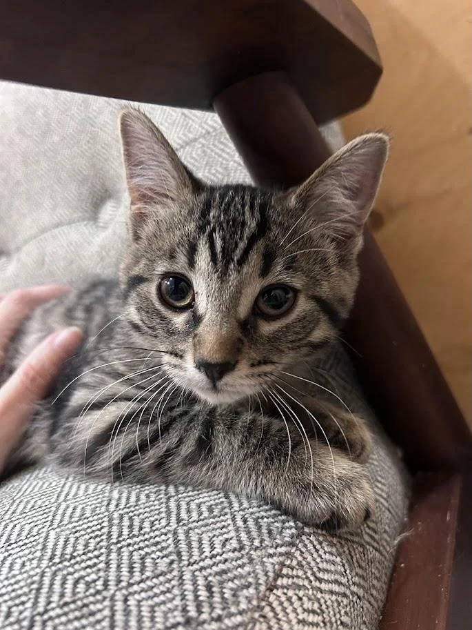 🌺 Karma 🌺

👋 Hi there! I&rsquo;m Karma.

I was born on March 7, 2026, in Masham as part of a litter of seven. Raised entirely indoors with my littermates, I&rsquo;m well-socialized, comfortable in new situations, and love spending time with people