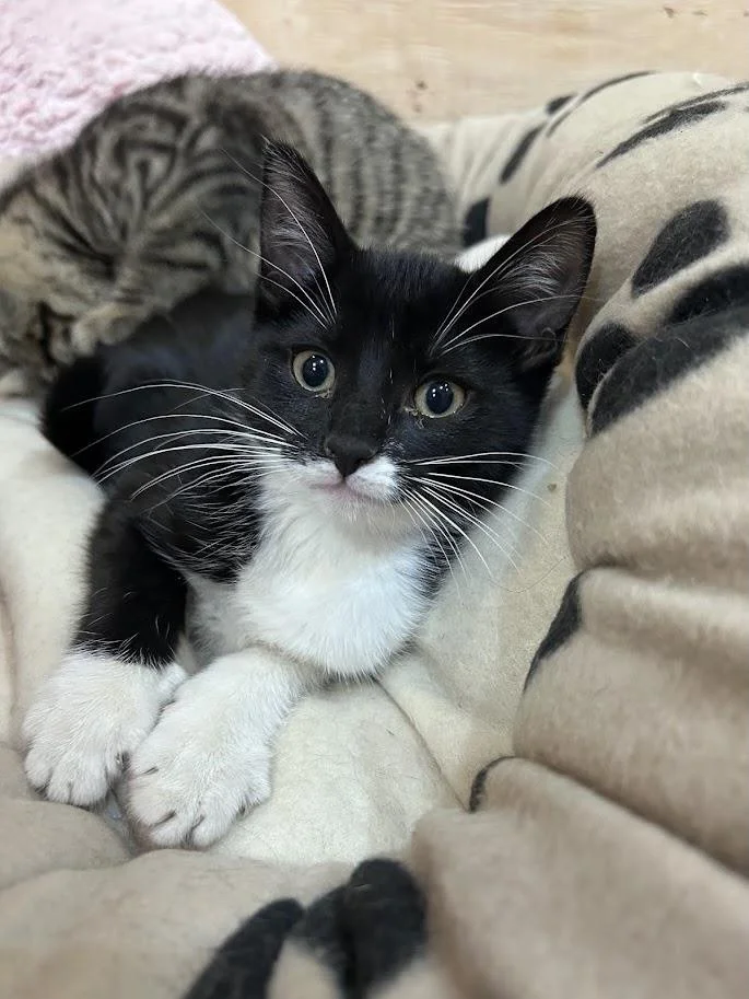 🌸 Chakra 🌸

👋 Hi there! I&rsquo;m Chakra.

I was born on March 7, 2026, in Masham as part of a litter of seven. Raised entirely indoors, I&rsquo;m well-socialized, comfortable with people, and love being part of a calm, caring home. 😌🧘&zwj;♀️

I