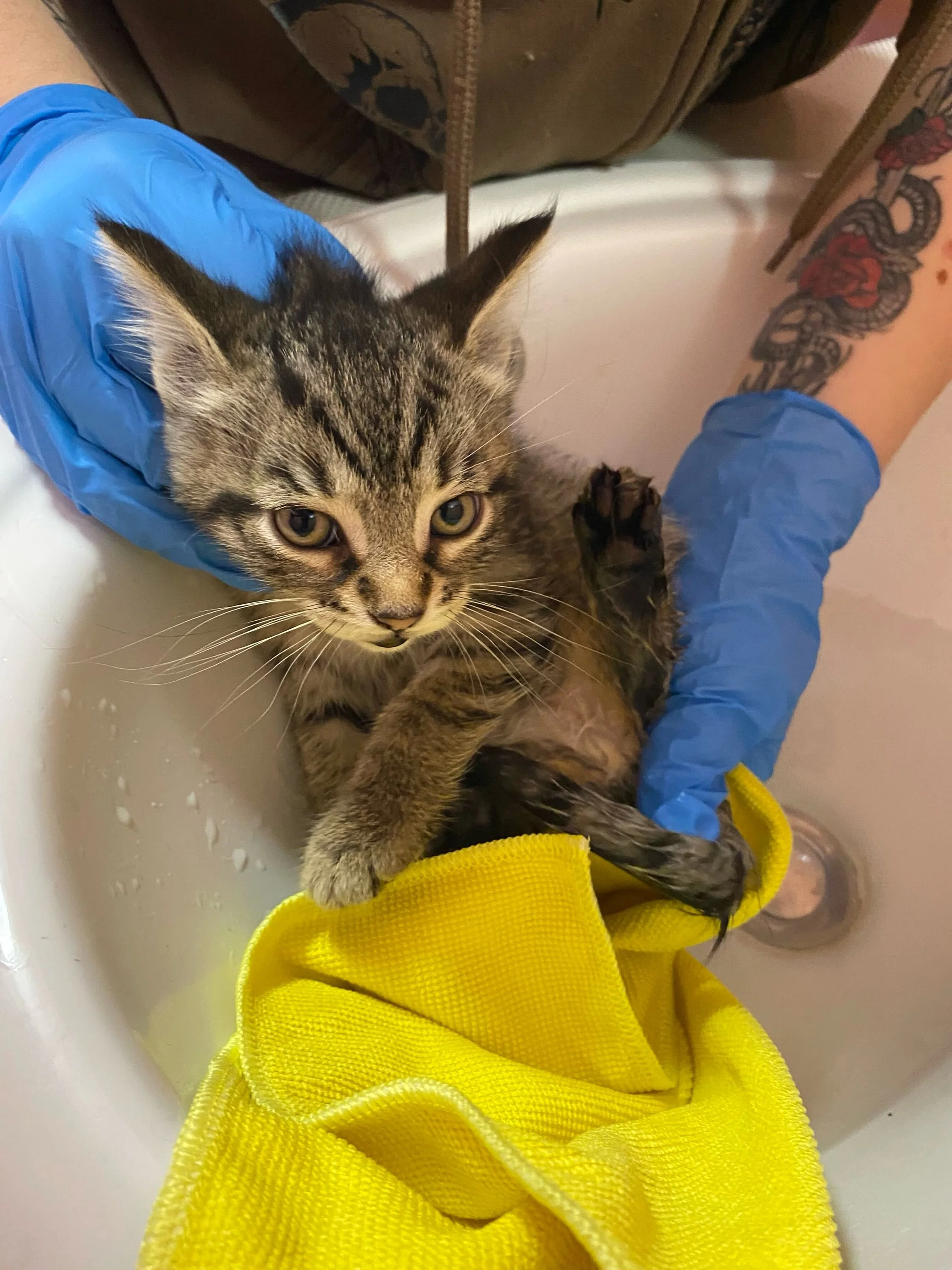 🐾 Last night, we took in 4 new kittens from a colony in Lac Sinclair that we have been trying to tackle since this time last year.

If anyone has contacts in the area and can be our eyes and ears on the ground, we would greatly appreciate your help.