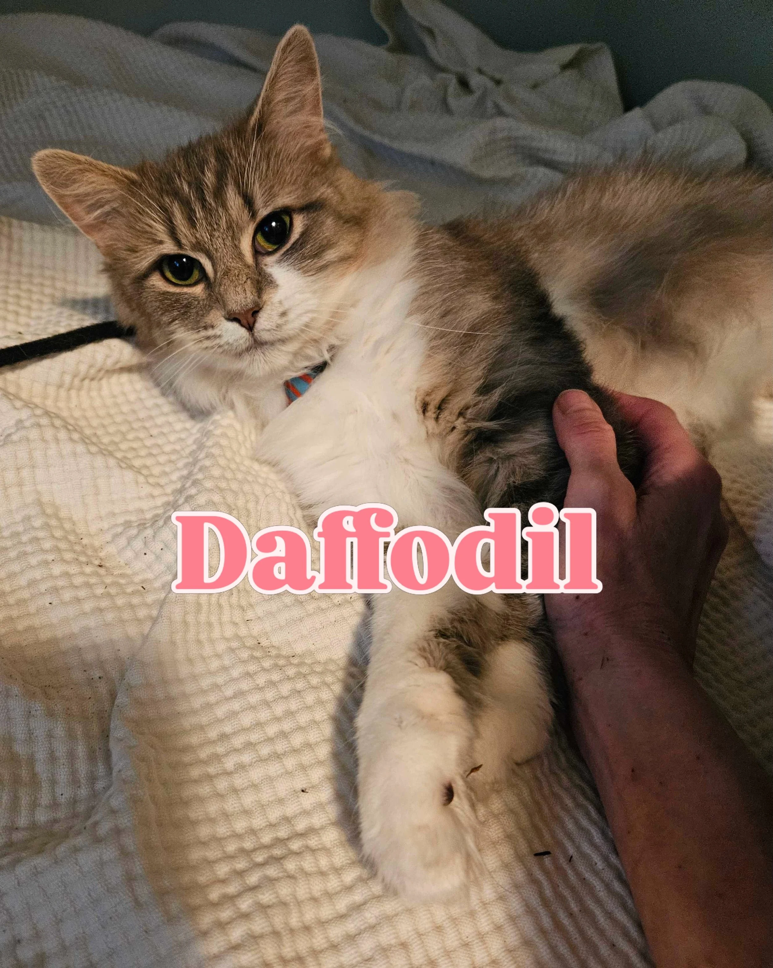 🌼 Meet Daffodil (affectionately known as &ldquo;Daffy&rdquo;) 🌼

🎂 Estimated date of birth: April 14, 2024

Looking for a cat who brings sunshine wherever she goes? Daffodil might be your perfect match.

Daffy is a sweet, playful, and affectionate