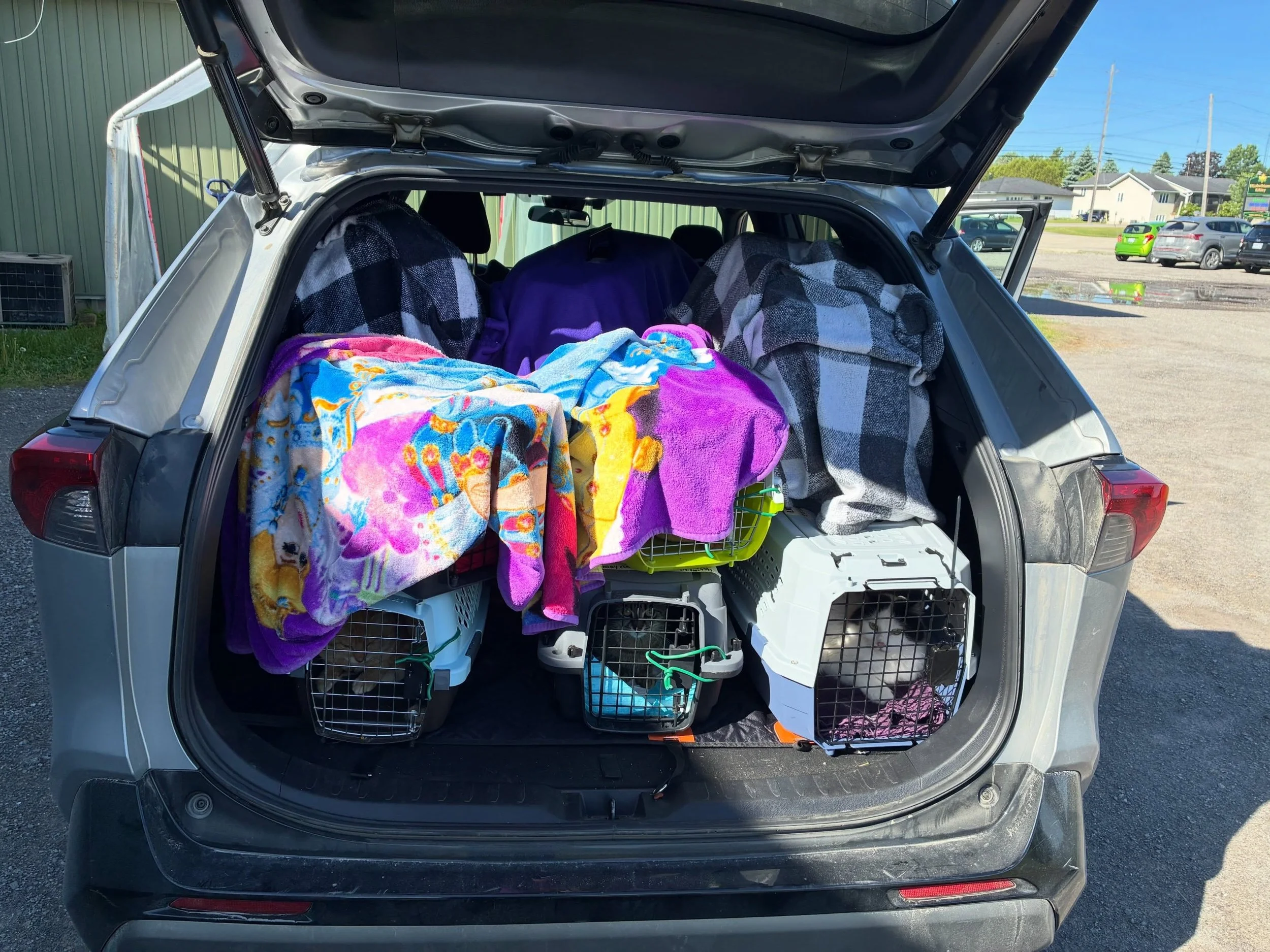 13 cats sterilized yesterday thanks to our new driver, Kristen! 🐱✂️🚗

A huge thank you to Kristen for stepping up and helping transport cats to their appointments. 💪 We couldn&rsquo;t do this work without volunteers like you!

We were in and out y