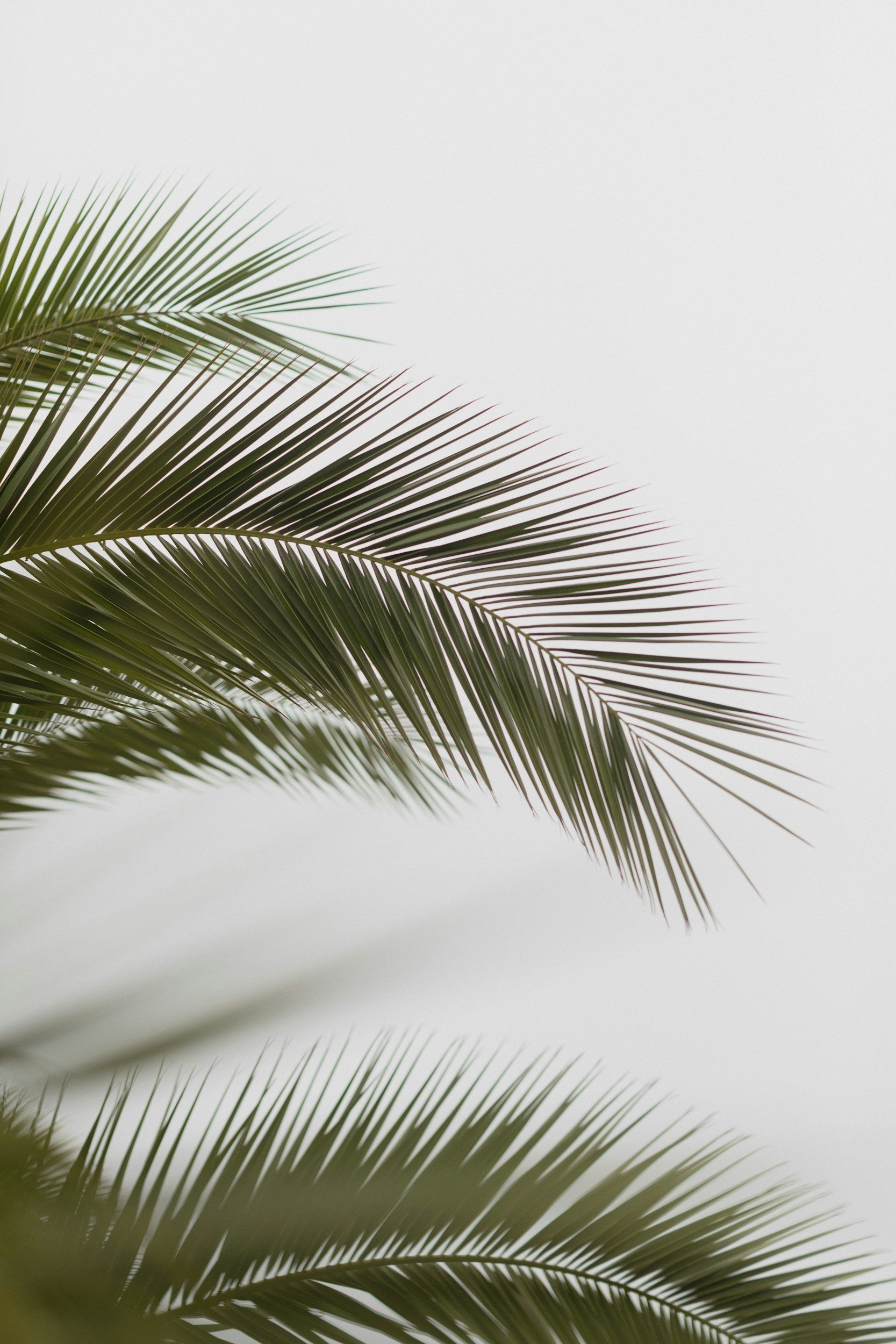 Close-up of green palm leaves against a plain, light-colored background representing growth.