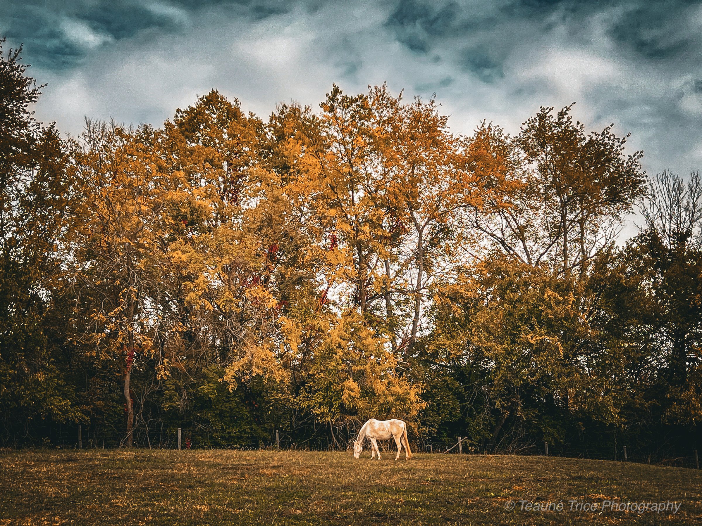 Autumn Solitude - 9x12 Print