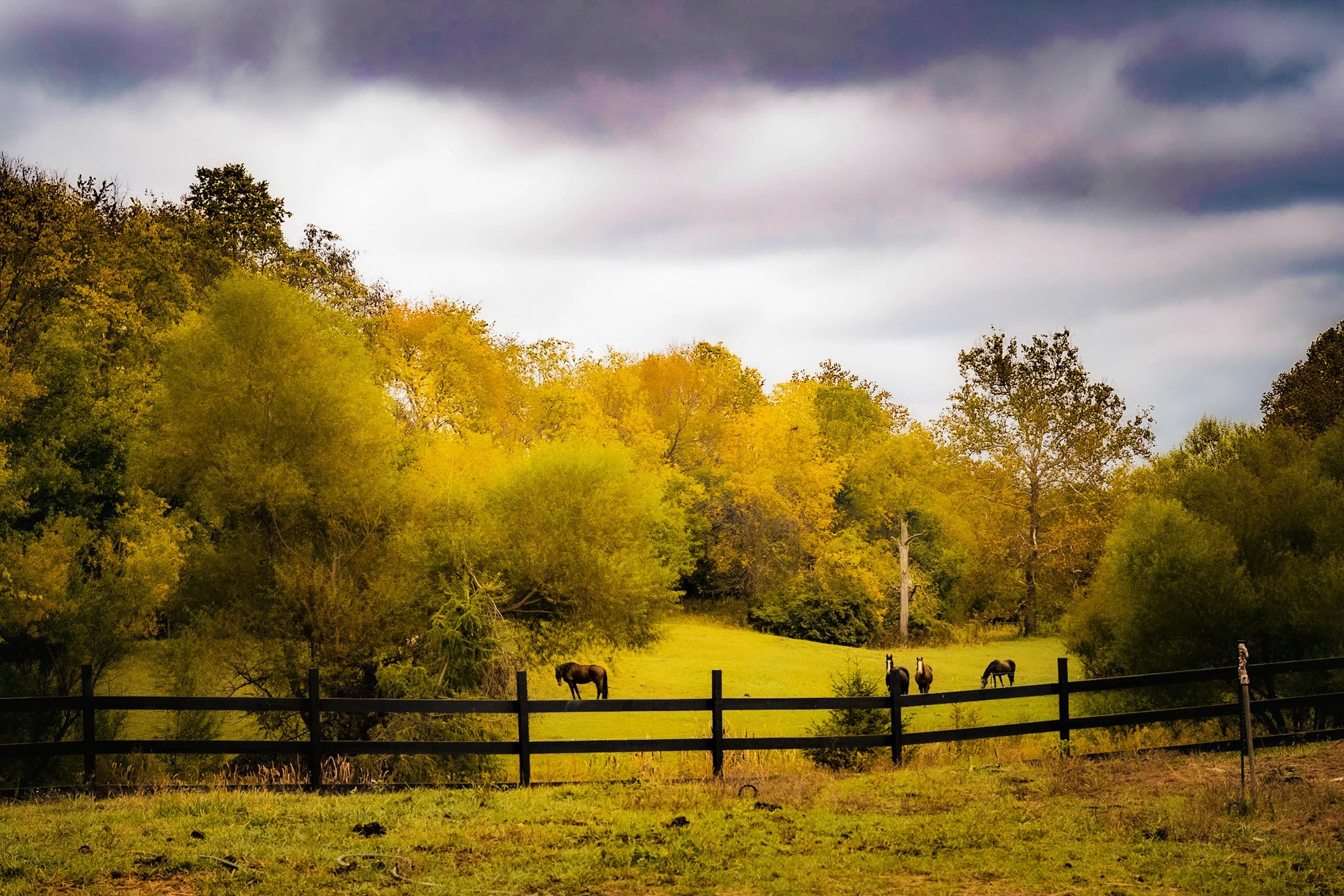 Where Peace Grazes.jpg