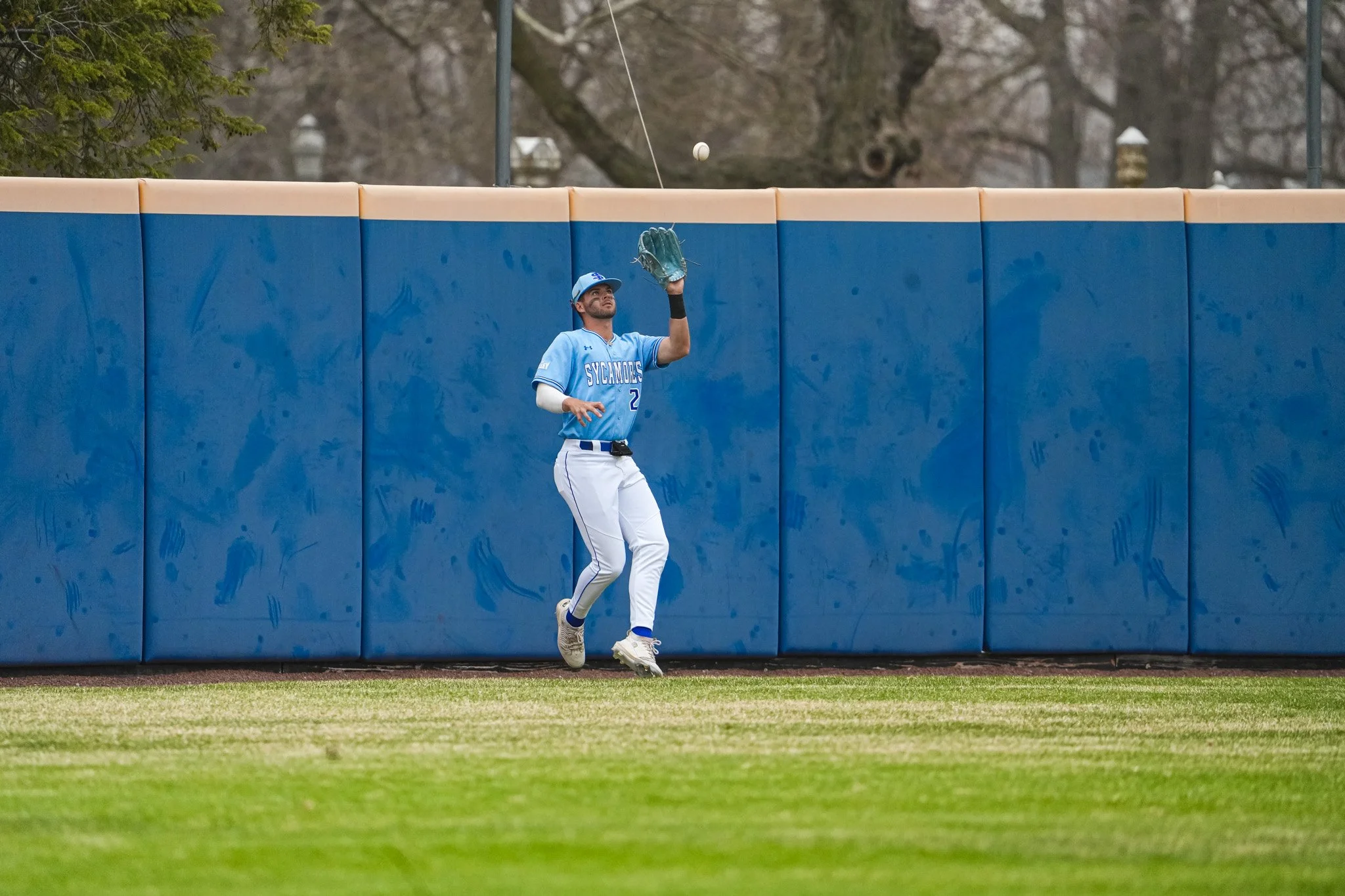 Sycamores 1-2837.jpg