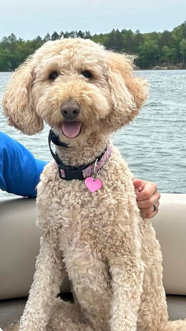 Therapy Dog Visit during Work & Play