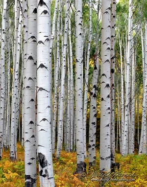 Eyes of the Forest #4 - Autumn Edition - Redstone, CO