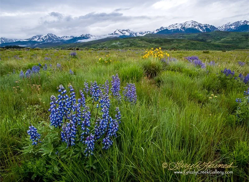 Lupine and the Gore Range - Summit County, CO