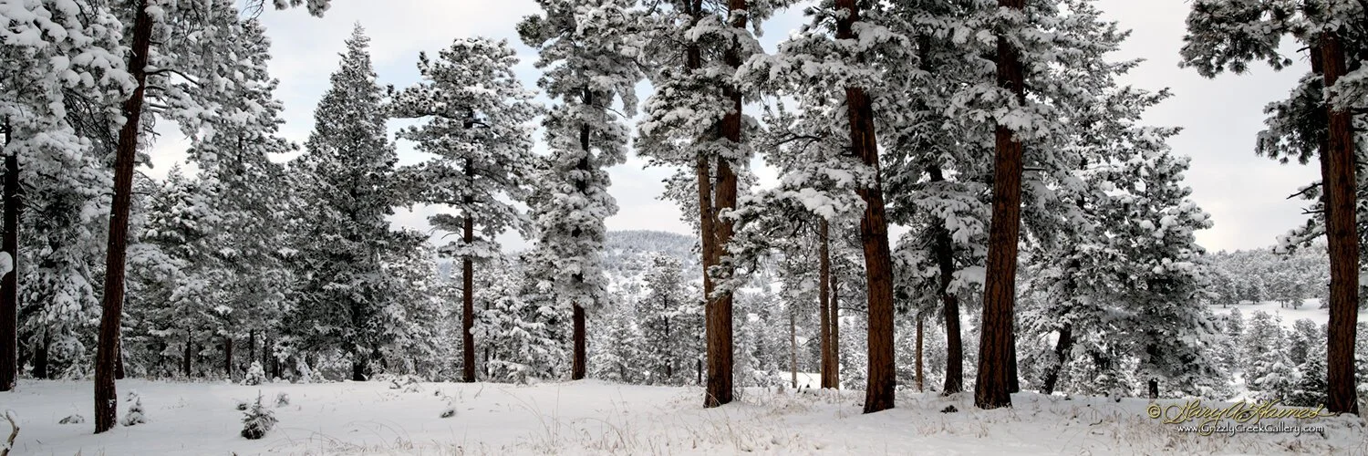 Winter Pines