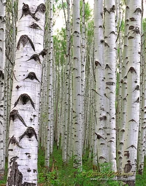 Eyes of the Forest #3 - Spring Edition - Redstone, CO / ID No. 082010-3