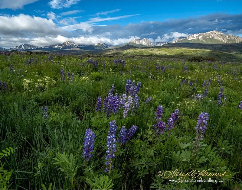 Lupine Below Gore Range - Summit County, CO