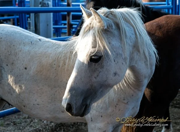 White Beauty - Steamboat Springs, CO