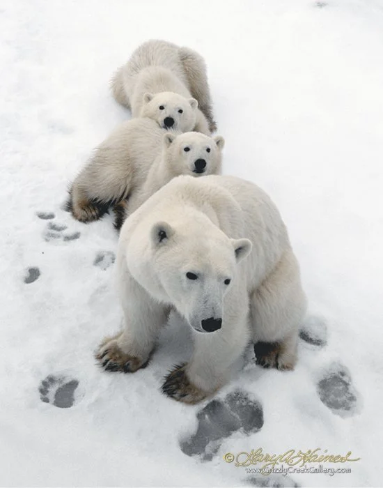 Mother's Comfort - Churchill, Manitoba, Canada