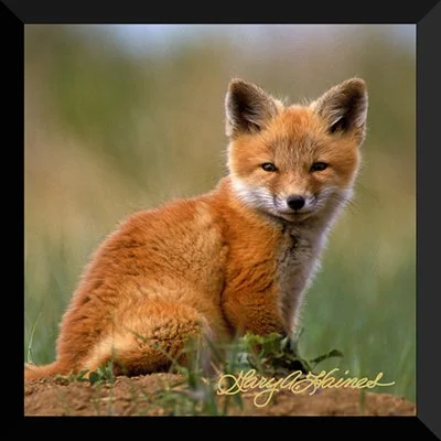 Little Red Fox