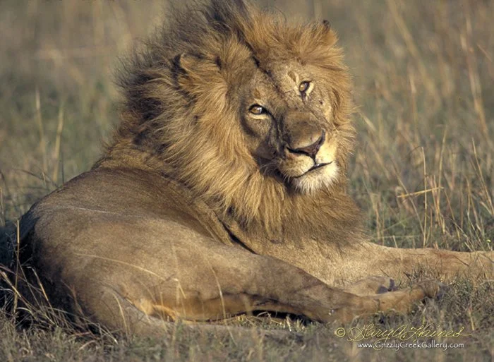 Bad Hair Day - Kenya, Africa