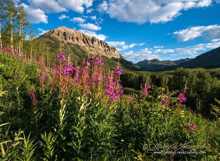 Fireweed Sunrise #2 - Crested Butte, CO -  ID No. 0056682
