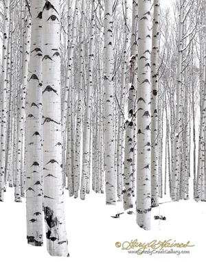 Eyes of the Forest #4 - Winter Edition - Redstone, Co / ID No. 032010-4