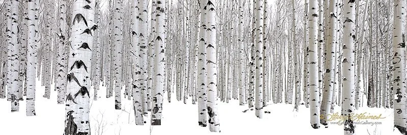 Eyes of the Forest Winter