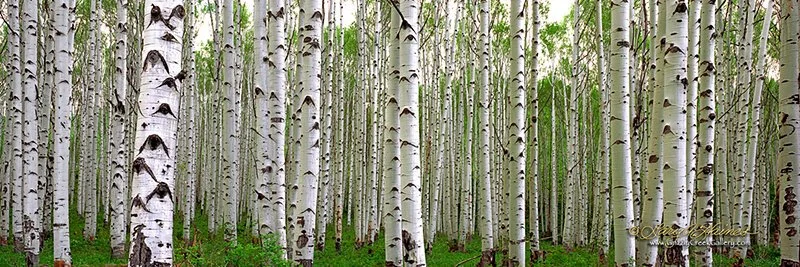 Eyes of the Forest Spring