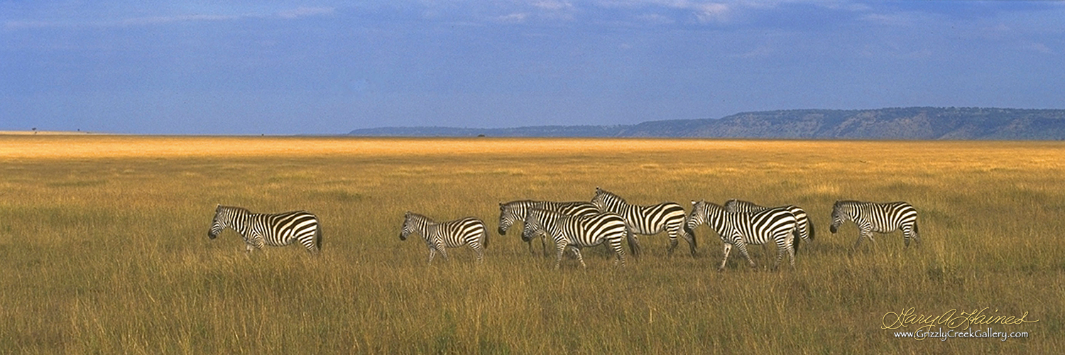 Group of zebras grazing in a grassland with blue sky and distant hills.