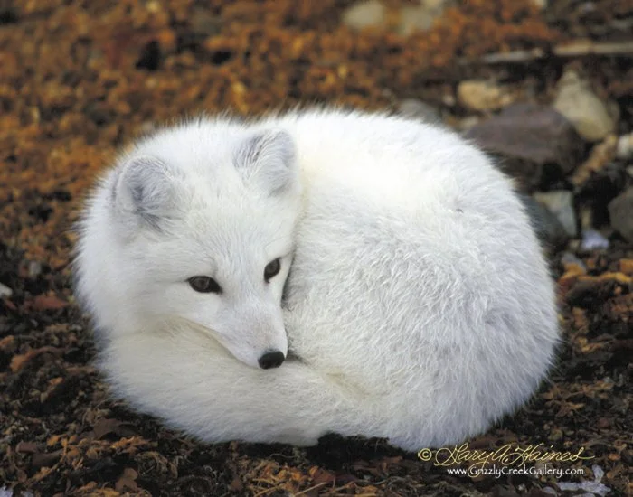 Arctic Dweller - Churchill, Manitoba, Canada