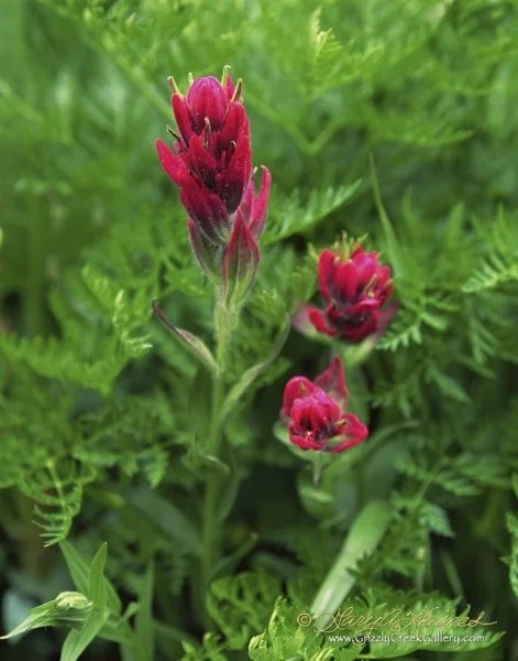 Red Paintbrush - Vail, CO