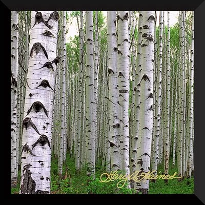 Eyes of the Forest Spring