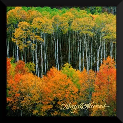 Aspen Song