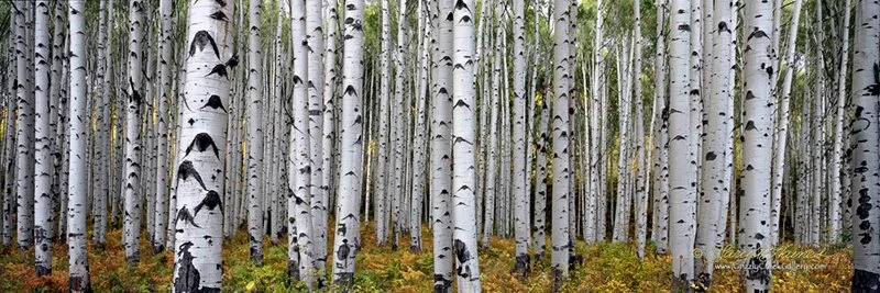 Eyes of the Forest Autumn