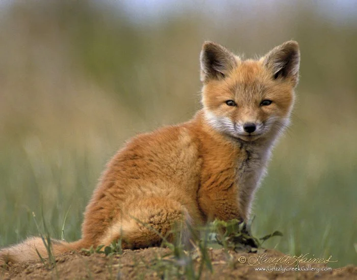 Little Red Fox - Greenwood Village, CO