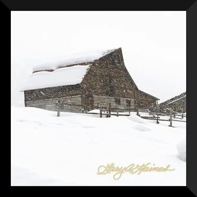 Shelter From the Storm