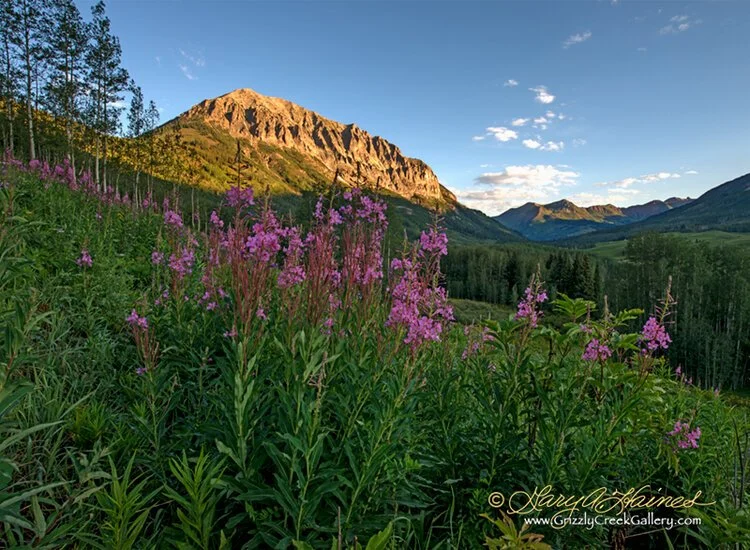 Fireweed Sunrise #1 - Crested Butte, CO - ID No. 005658
