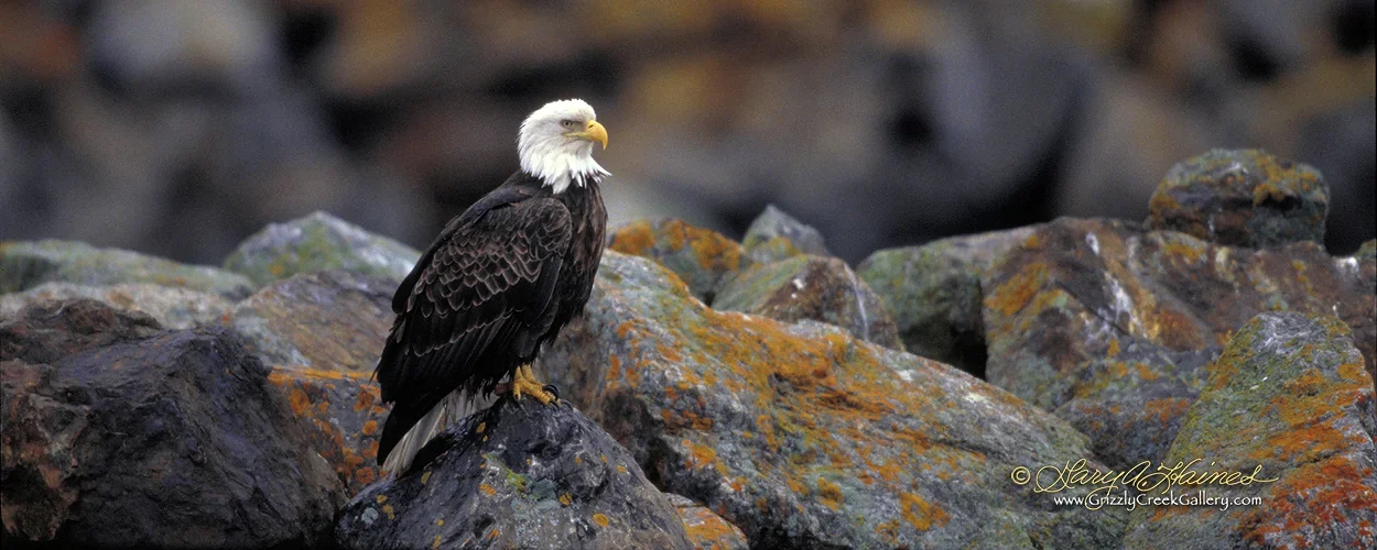 Kachemak Lookout - Homer, AK