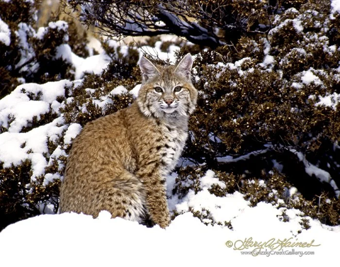 Winter Bobcat - Bridger Mountains, MT