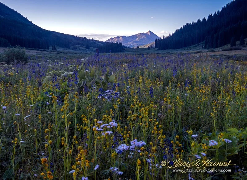 Fields of Indigo - Crested Butte, CO