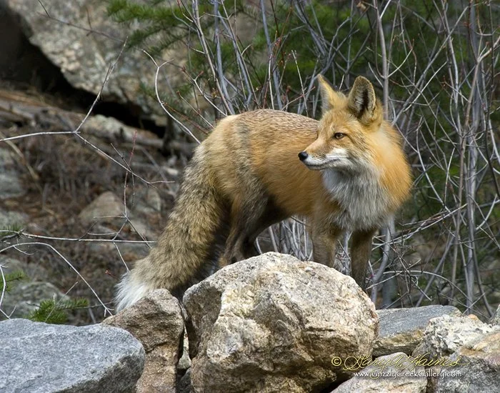 Friendly Neighbor - Greenwood Village, CO
