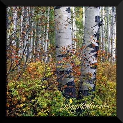 Red Brush and Aspens