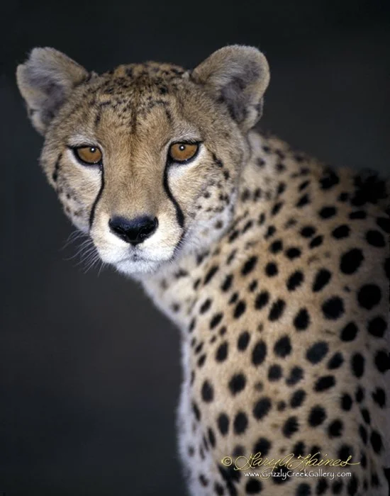 Caught by Surprise - Kenya, Africa