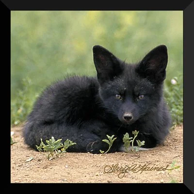 Black Fox Pup