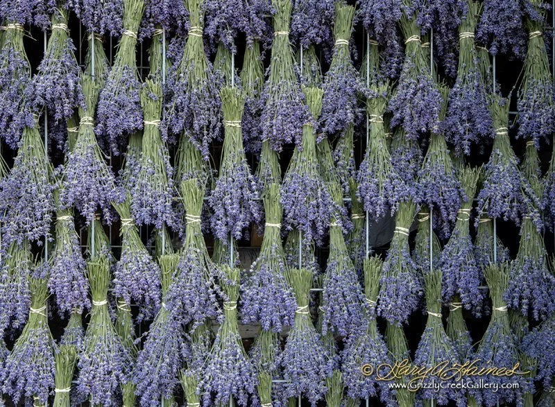 Lavender Creations #1 - Palisade, CO