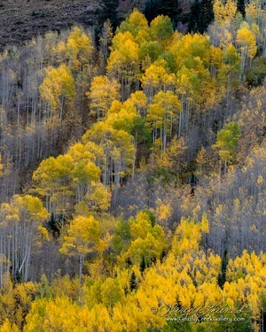Aspens of Guanella Pass - Georgetown, CO / ID No. IMGPo951