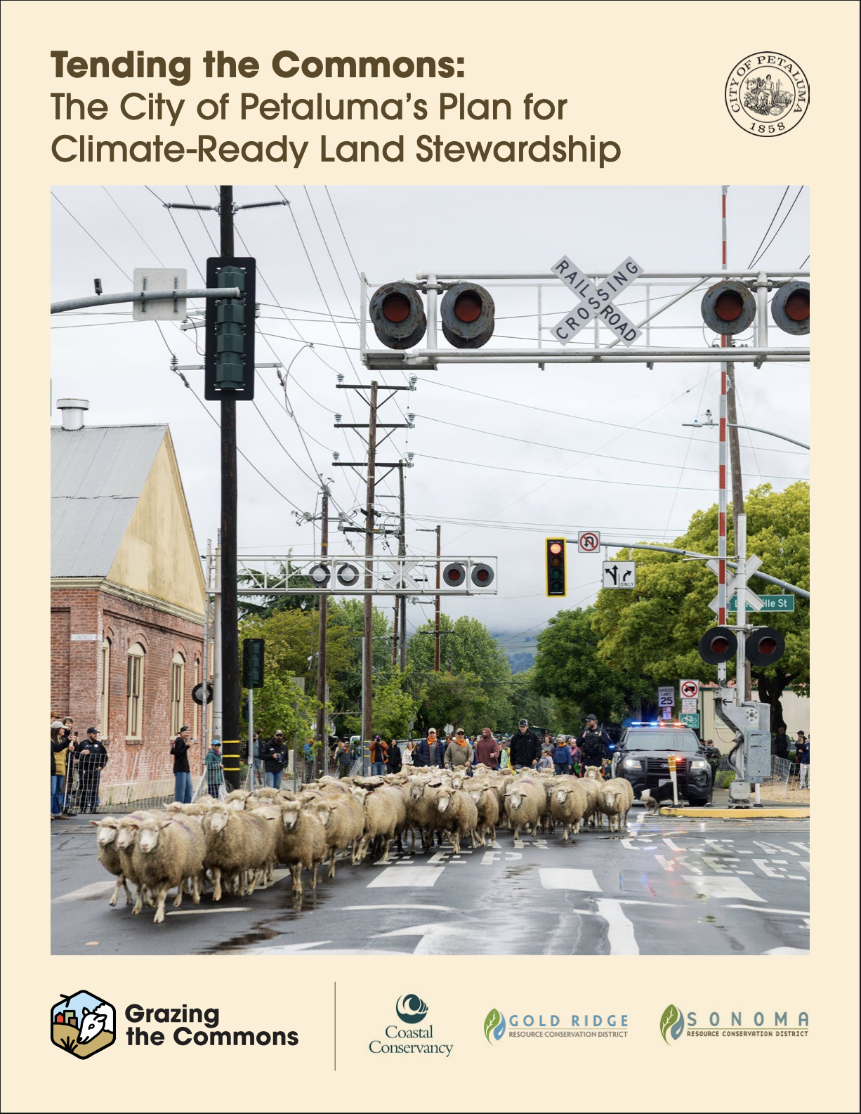 A herd of sheep crossing a street at a railroad crossing in Petaluma, California, with police officers and pedestrians waiting nearby.