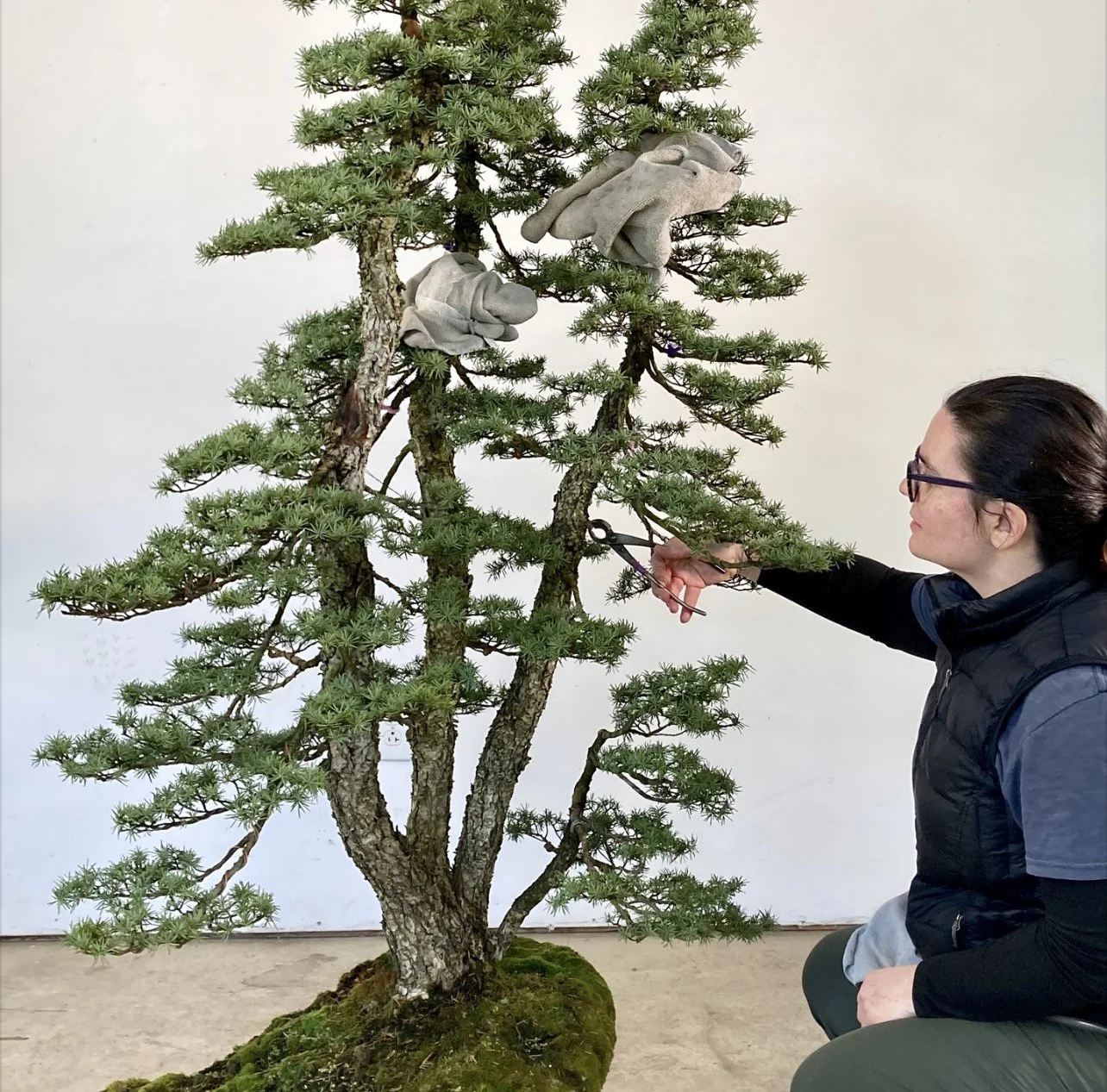 Carmen squats next to a mountain hemlock clump holding pruners.