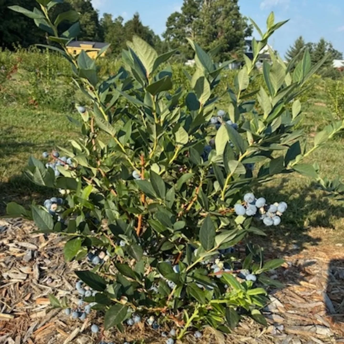 Looks like this weekend is going to be fantastic picking! 
We are open Friday, Saturday, and Sunday! 9am-5pm! 
Located at 
433 Bethany Hills Rd