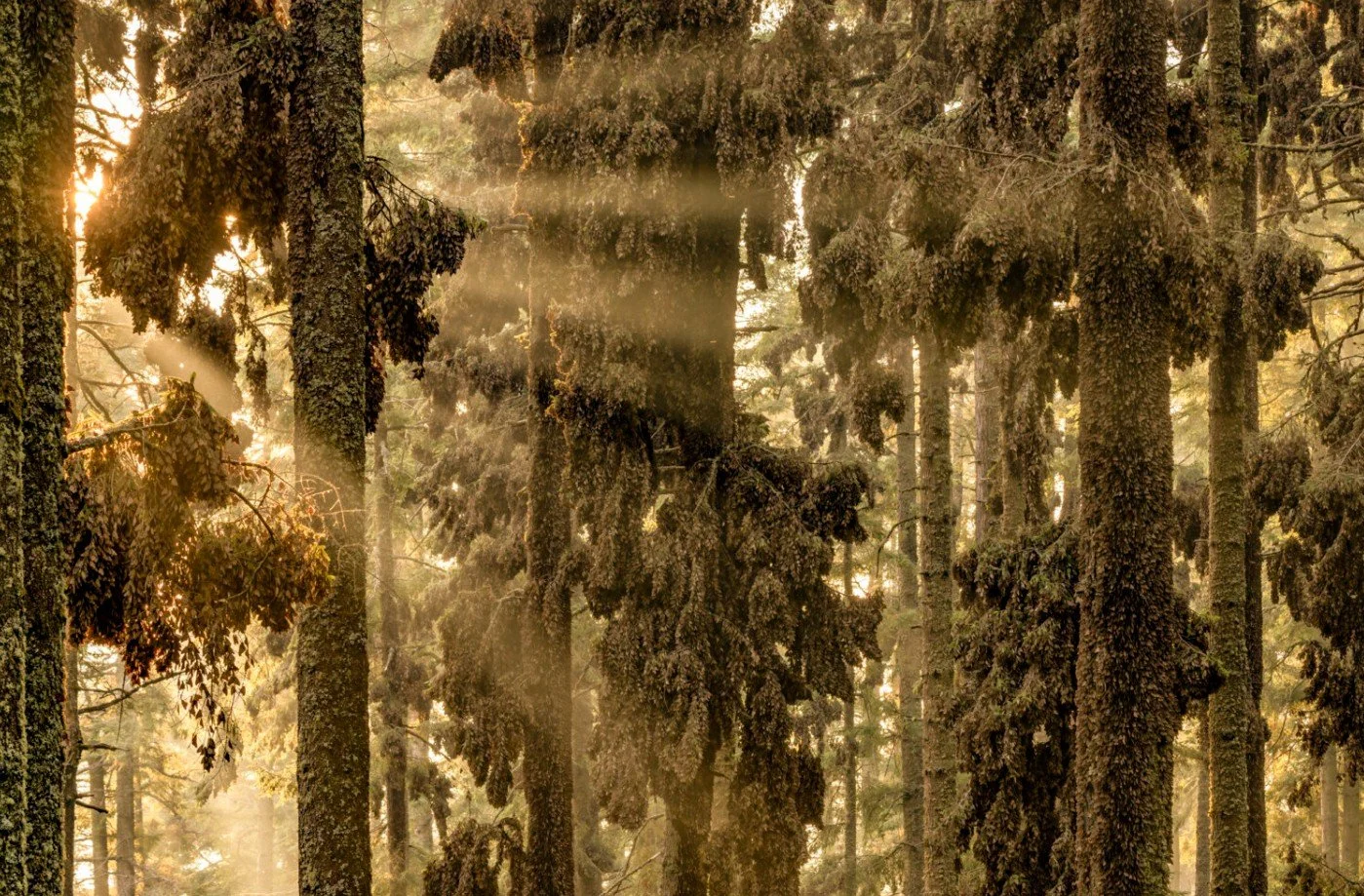 Streaked with sunlight and crowded together for warmth in winter, Monarch Butterflies blanket fir trees in El Rosario Sanctuary. - Jaime Rojo