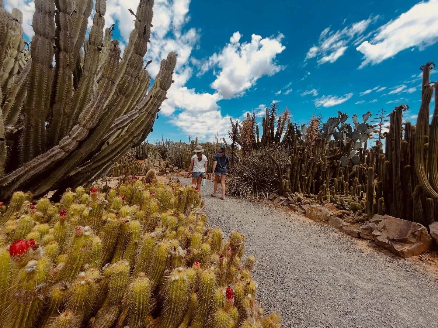 We finally made it over to Cactus Country! It was stonking hot but we were super impressed and had the best time! A lot of the cacti were still in bloom!